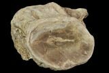 Xiphactinus (Cretaceous Fish) Vertebra - Kansas #102681-1